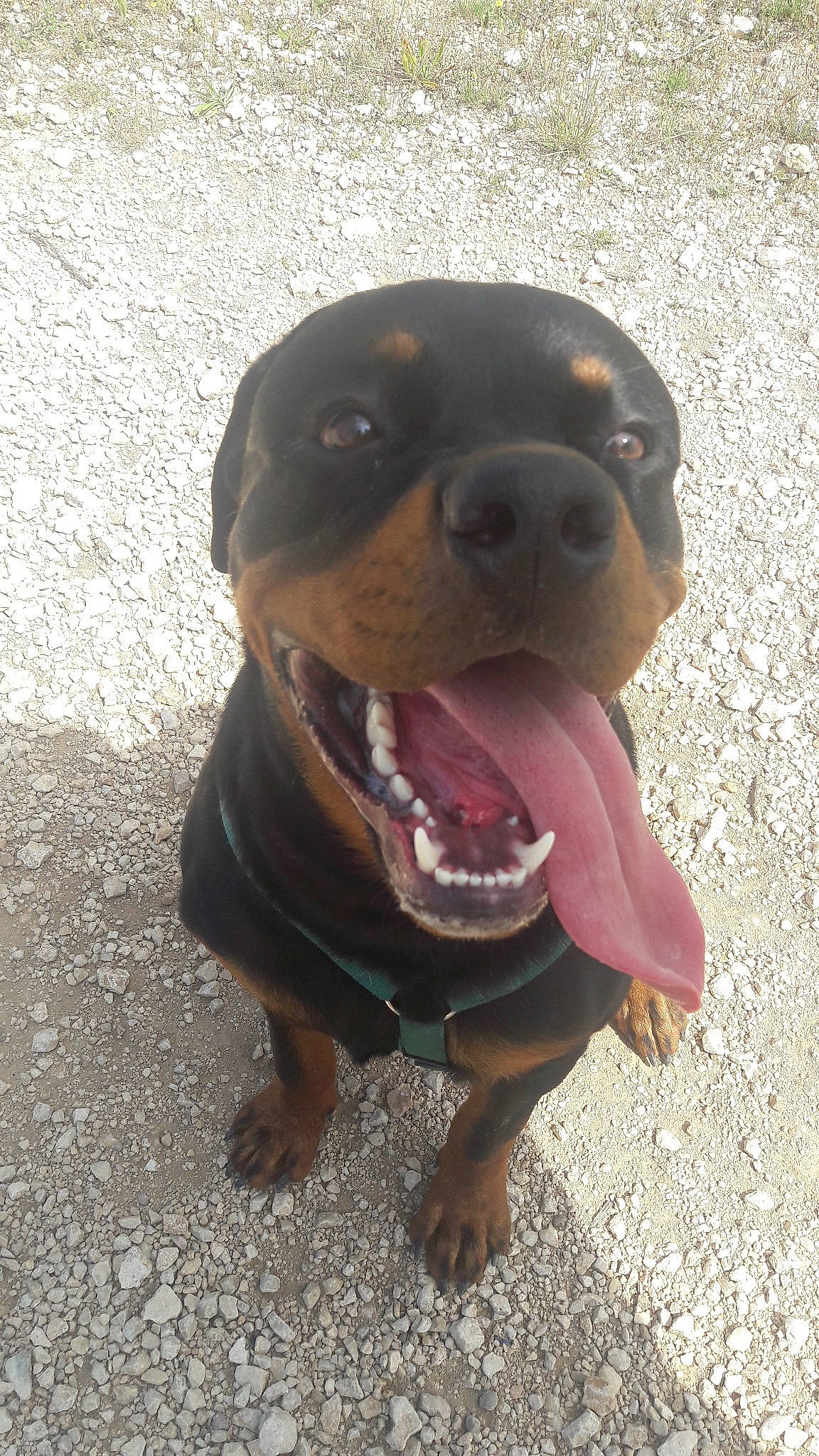 Néo participe au concours pour gagner de l'argent avec cette photo : american_pit_bull_terrier, canidae, carnivore, dog, dog_breed, fawn, mammal, molosser, pit_bull, rottweiler, snout, vertebrate, working_dog