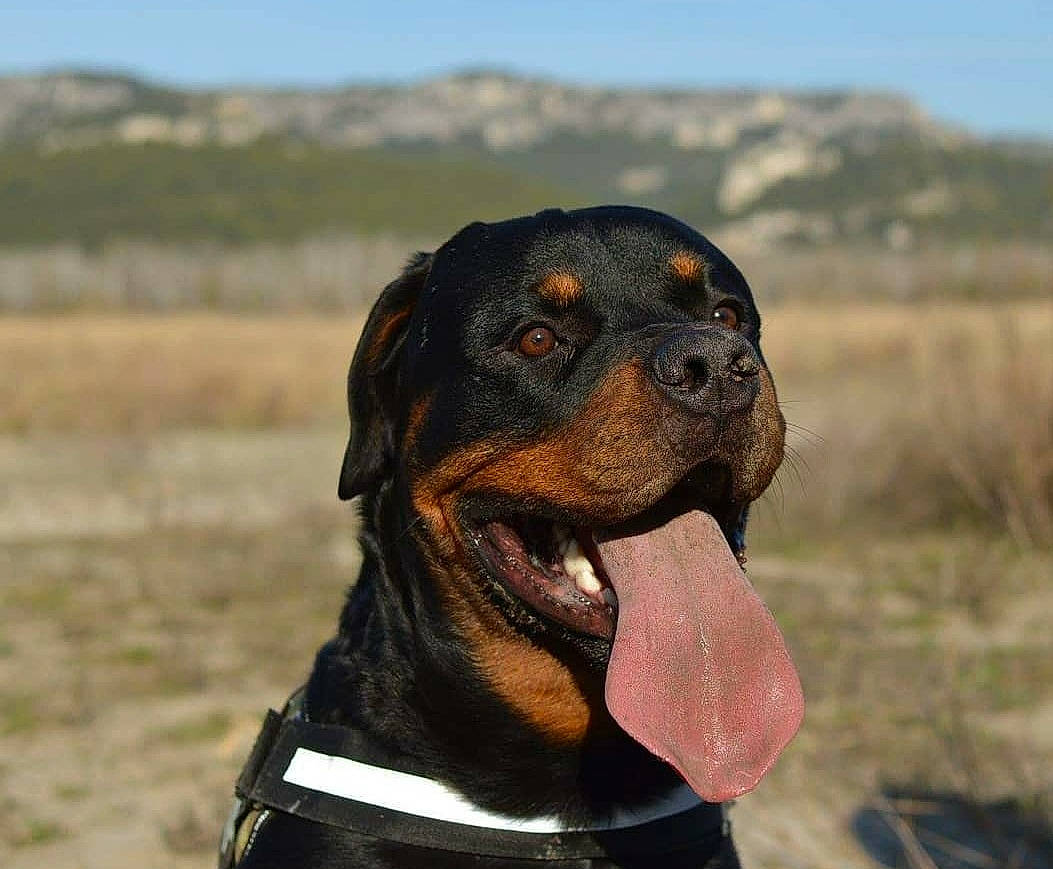 Néo a rejoint le concours — aidez-le/la à gagner de superbes lots ! austrian_black_and_tan_hound, canidae, carnivore, dog, dog_breed, guard_dog, hunting_dog, mammal, molosser, montenegrin_mountain_hound, polish_hunting_dog, rare_breed_dog, rottweiler, snout, sporting_group, vertebrate, working_dog