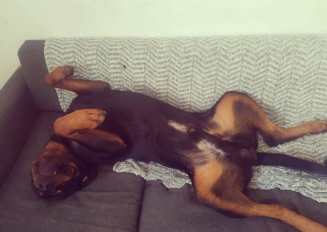 Néo participe au concours pour gagner de l'argent avec cette photo : canidae, carnivore, comfort, companion_dog, dog, dog_breed, fawn, guard_dog, nap, puppy, sporting_group, tail