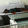 Néo a rejoint le concours — aidez-le/la à gagner de superbes lots ! bed, comfort, furniture, nap, room