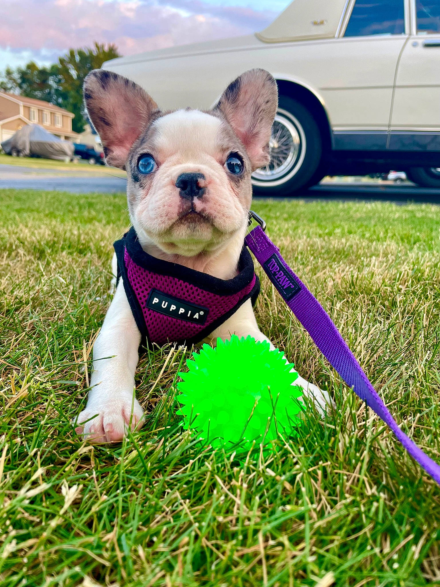 Sailor is registered to the contest to win money with this photo: car, carnivore, cloud, collar, companion_dog, dog, dog_breed, dog_clothes, dog_supply, fawn, grass, plant, sky, snout, tire, toy, vehicle, wheel, window, working_animal