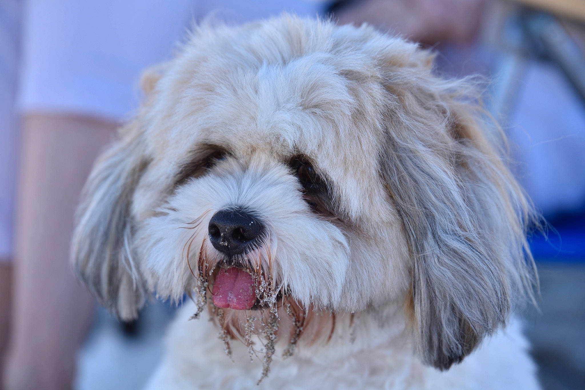 Gus joined the competition — help win amazing prizes! canidae, carnivore, companion_dog, dog, dog_breed, havanese, kyi_leo, lhasa_apso, lowchen, maltepoo, mammal, nose, petit_basset_griffon_vendeen, polish_lowland_sheepdog, puppy, sapsali, shih_tzu, snout, tibetan_terrier, vertebrate