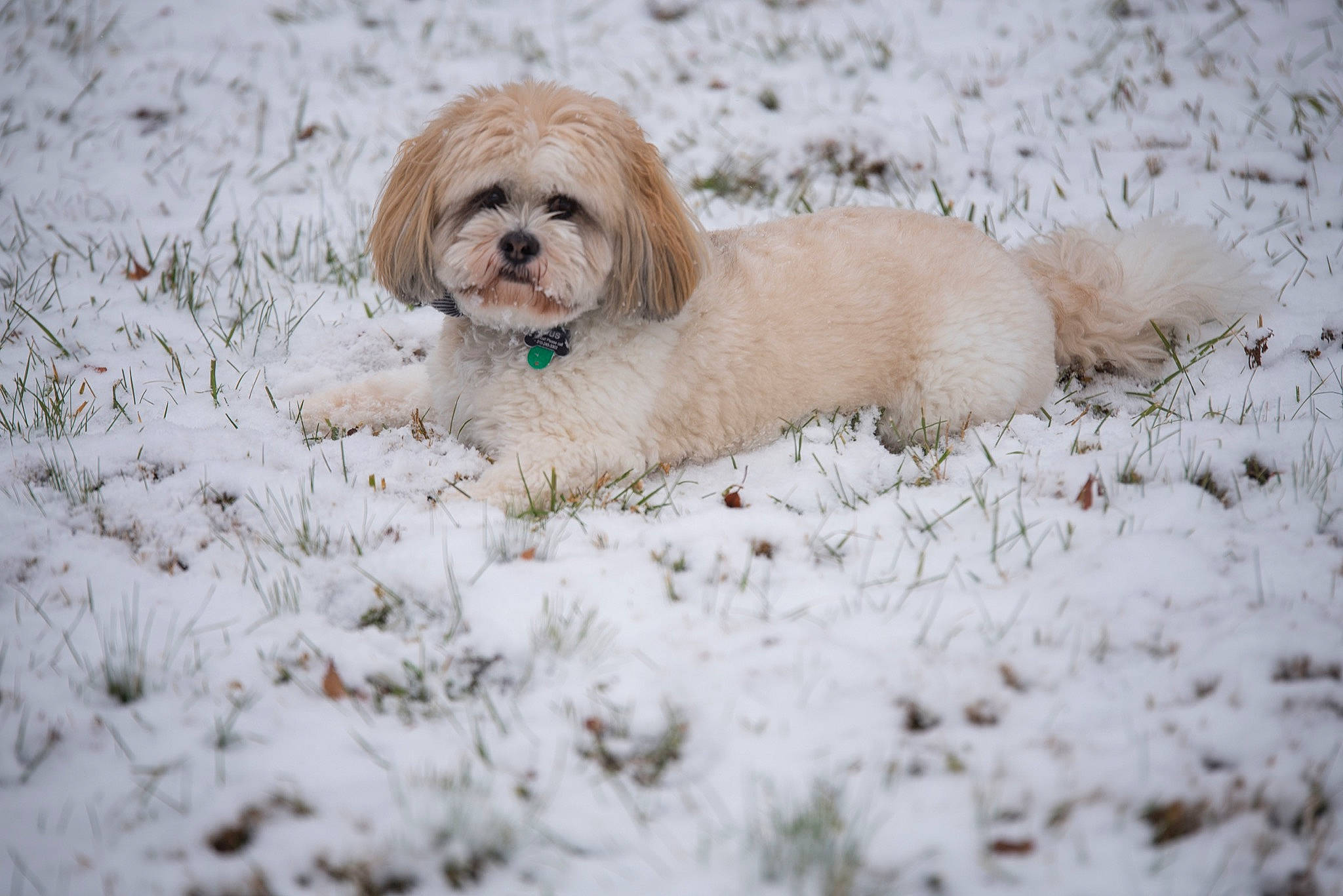 Gus joined the competition — help win amazing prizes! canidae, carnivore, cavachon, cavapoo, chinese_imperial_dog, cockapoo, companion_dog, dog, dog_breed, havanese, lhasa_apso, mammal, petit_basset_griffon_vendeen, poodle_crossbreed, puppy, shih_tzu, snow, sporting_group, tibetan_terrier, vertebrate