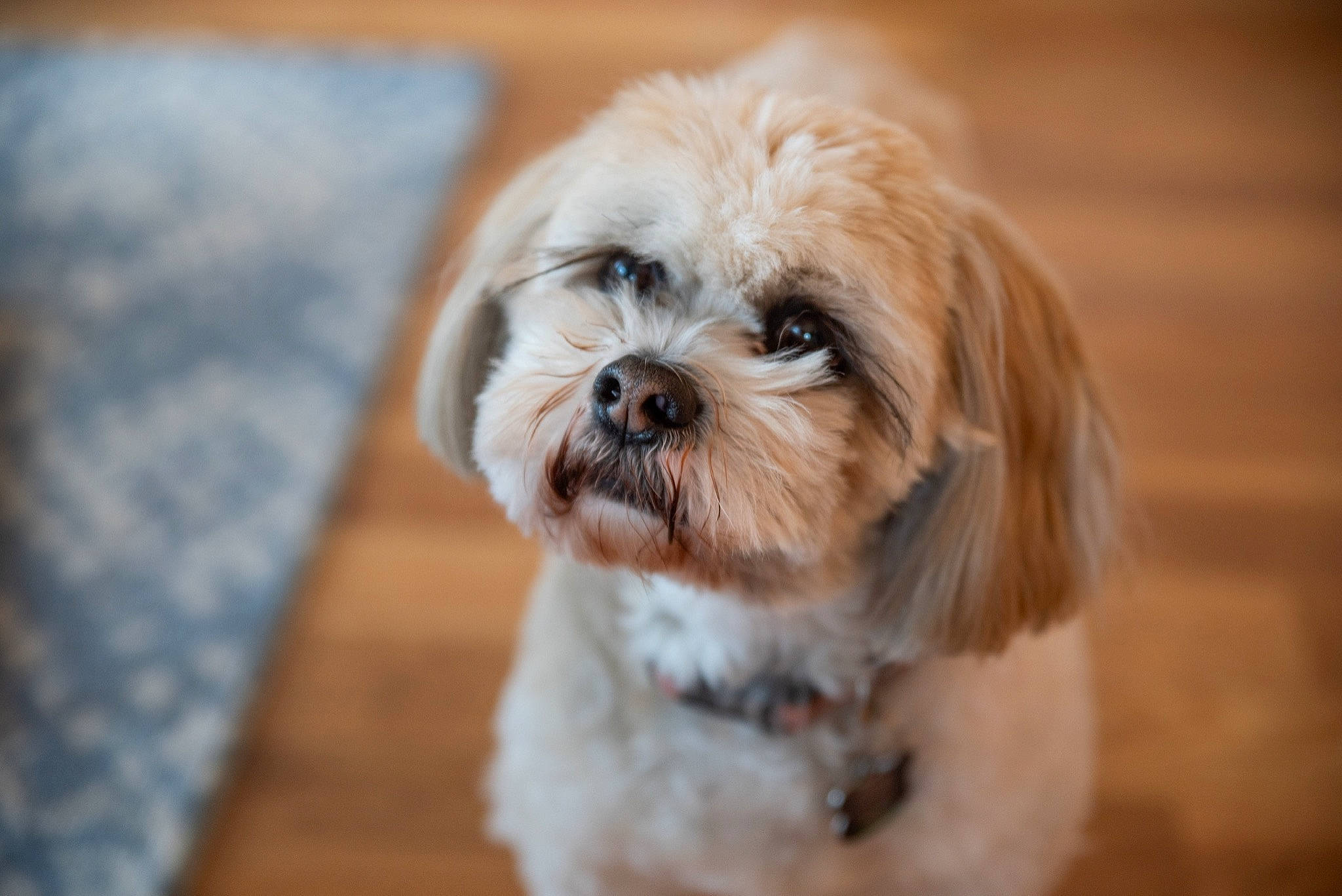 Gus is registered to the contest to win money with this photo: canidae, carnivore, chinese_imperial_dog, companion_dog, dog, dog_breed, havanese, lhasa_apso, lowchen, maltepoo, mammal, morkie, pekapoo, poodle_crossbreed, puppy, shih_poo, shih_tzu, snout, toy_dog, vertebrate