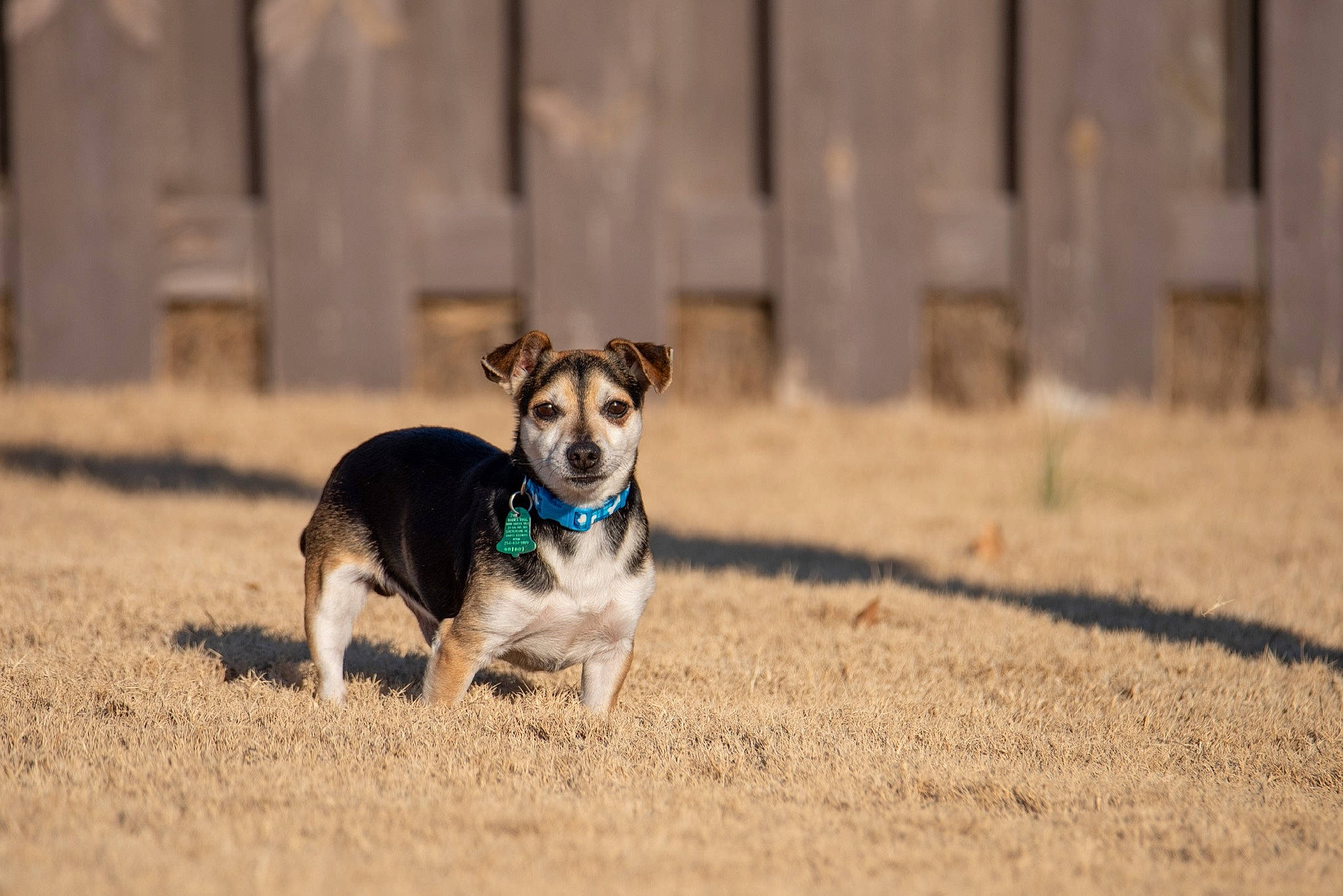 Gage joined the competition — help win amazing prizes! canidae, carnivore, dog, dog_breed, feist, mammal, rare_breed_dog, soil, sporting_group, vertebrate