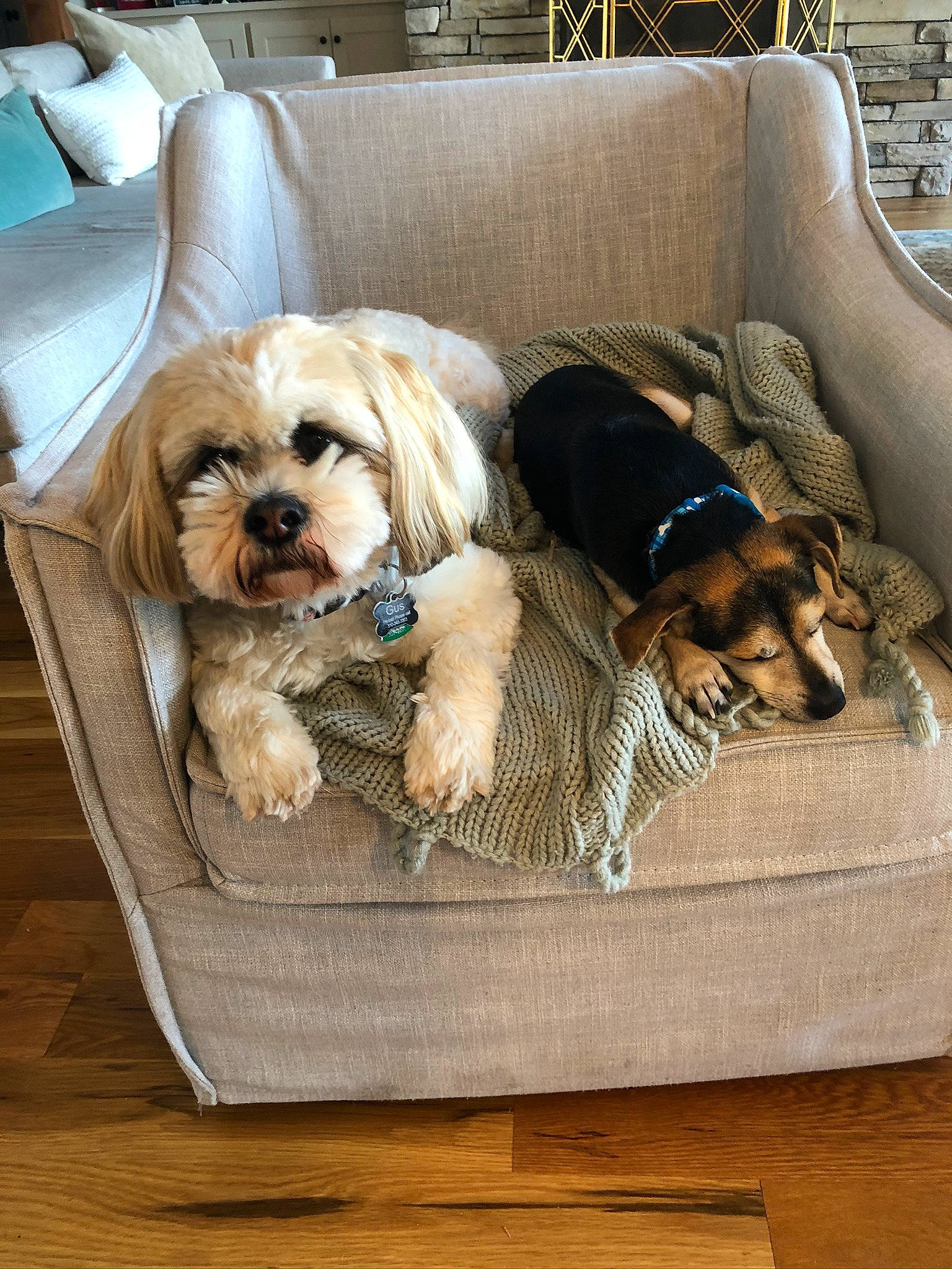 Gage is registered to the contest to win money with this photo: canidae, carnivore, cavachon, companion_dog, dog, dog_bed, dog_breed, dog_supply, home, lhasa_apso, mammal, morkie, petit_basset_griffon_vendeen, puppy, puppy_love, rare_breed_dog, shih_tzu, sporting_group, tibetan_terrier, toy_dog