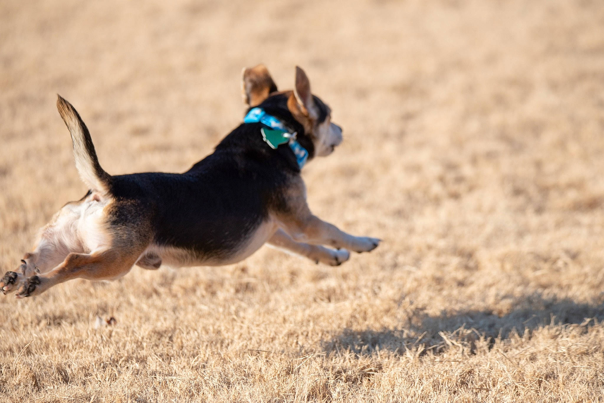 Gage is registered to the contest to win money with this photo: australian_kelpie, canidae, carnivore, dog, dog_breed, hunting_dog, jumping, lure_coursing, mammal, police_dog, schutzhund, sporting_group, vertebrate, working_dog