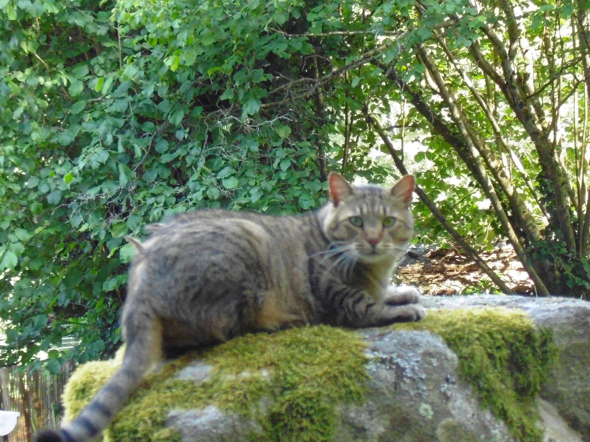 Mitsouko a rejoint le concours — aidez-le/la à gagner de superbes lots ! carnivore, cat, domestic_short_haired_cat, felidae, fur, groundcover, moss, organism, small_to_medium_sized_cats, tabby_cat, tail, terrestrial_animal, whiskers, wild_cat