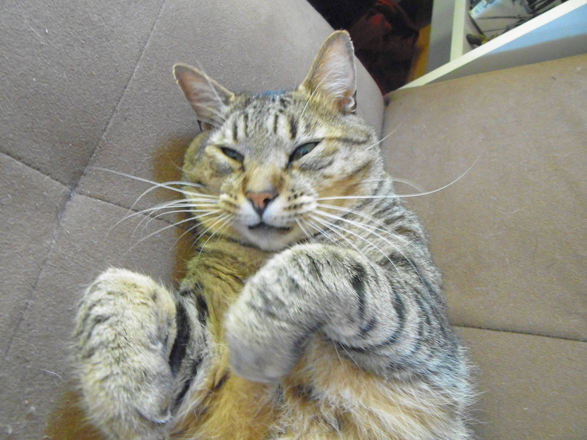 Mitsouko participe au concours pour gagner de l'argent avec cette photo : carnivore, cat, claw, domestic_short_haired_cat, felidae, fur, kitten, natural_material, paw, small_to_medium_sized_cats, snout, tabby_cat, whiskers