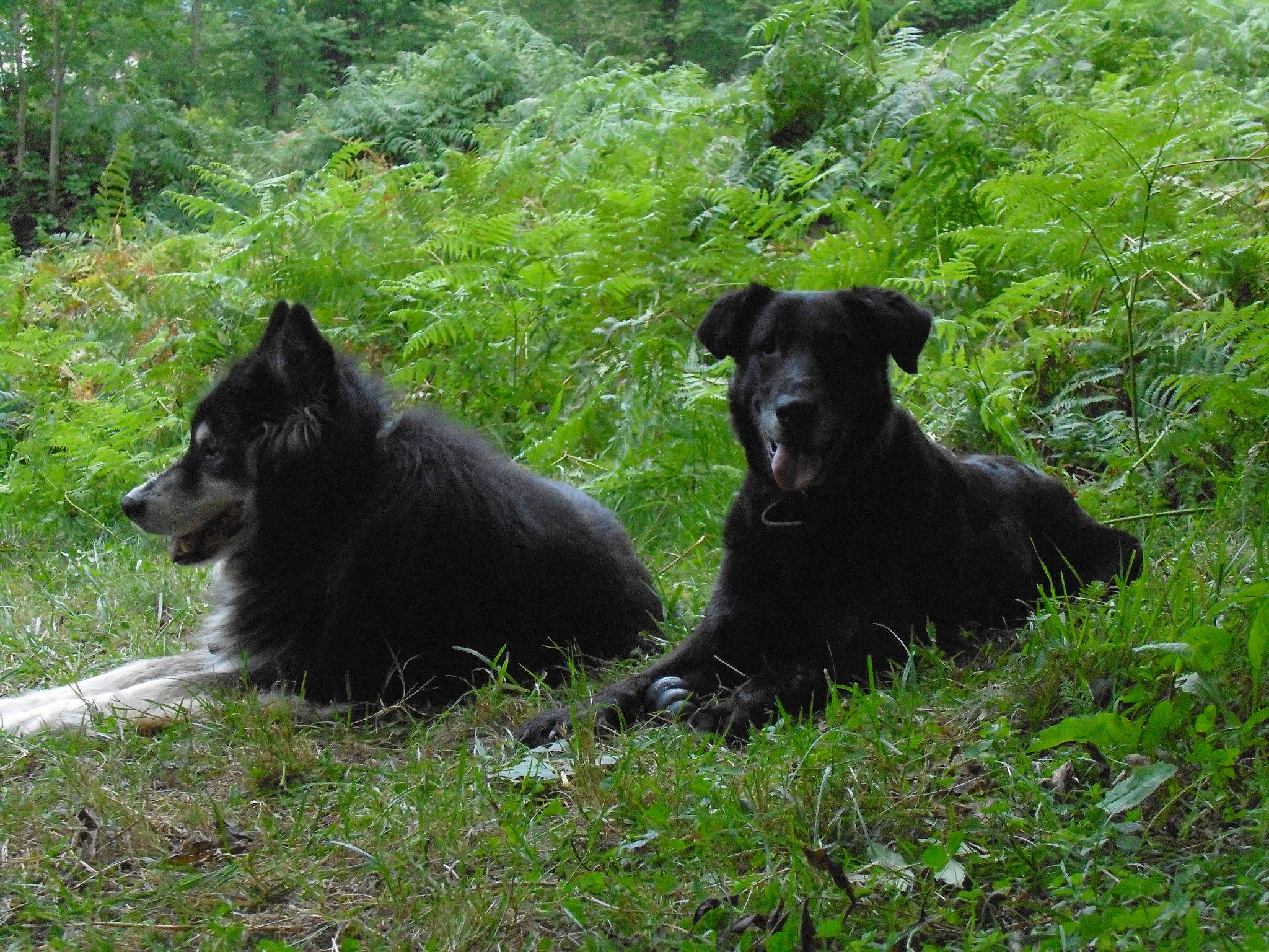 Zoulou a rejoint le concours — aidez-le/la à gagner de superbes lots ! canidae, carnivore, companion_dog, dog, dog_breed, grass, grass_family, groundcover, herding_dog, mammal, non_sporting_group, northern_hardwood_forest, old_growth_forest, plant_community, schipperke, snout, sporting_group, temperate_broadleaf_and_mixed_forest, working_animal, working_dog