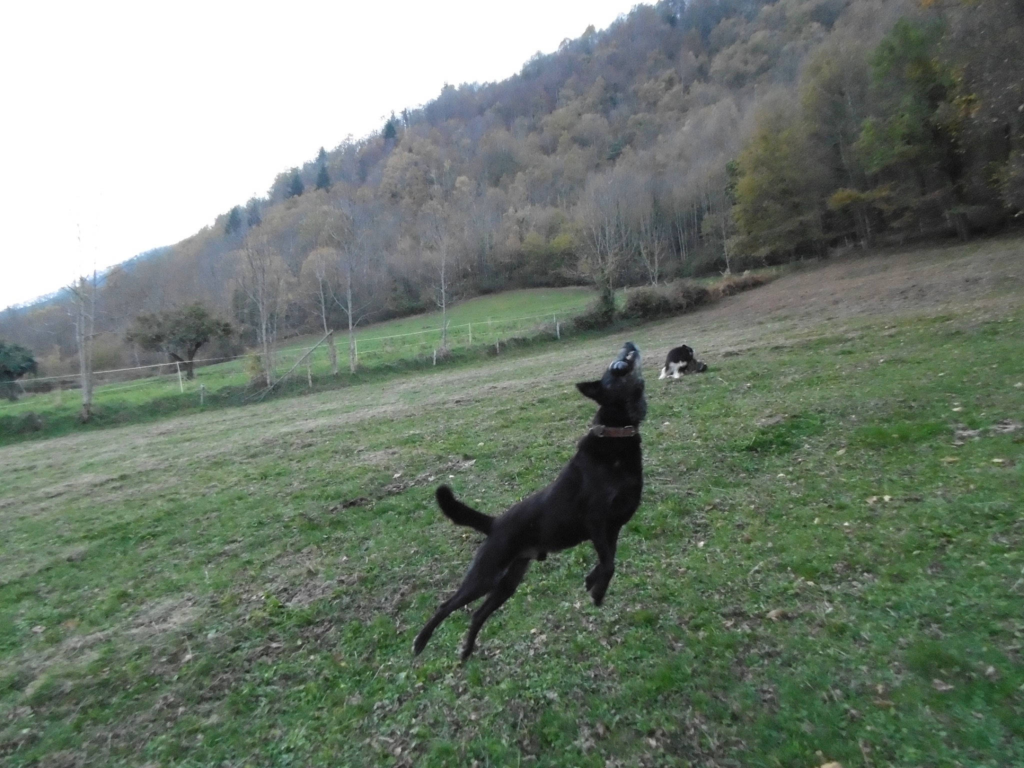 Zoulou participe au concours pour gagner de l'argent avec cette photo : canidae, carnivore, dog, dog_breed, fell, grassland, highland, hill, hill_station, liver, mammal, meadow, mountain_range, mountainous_landforms, pasture, slope, sporting_group, tail, terrain, valley