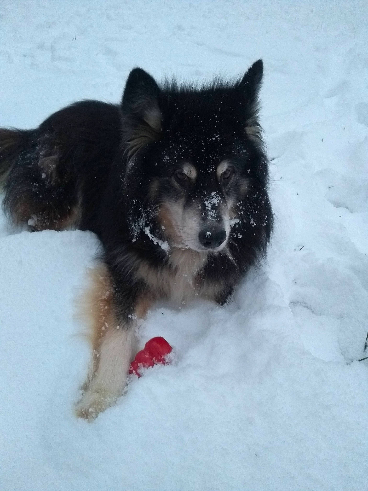 Igloo a rejoint le concours — aidez-le/la à gagner de superbes lots ! canidae, carnivore, companion_dog, dog, dog_breed, freezing, fur, non_sporting_group, precipitation, rare_breed_dog, snout, snow, sporting_group, winter, working_animal, working_dog