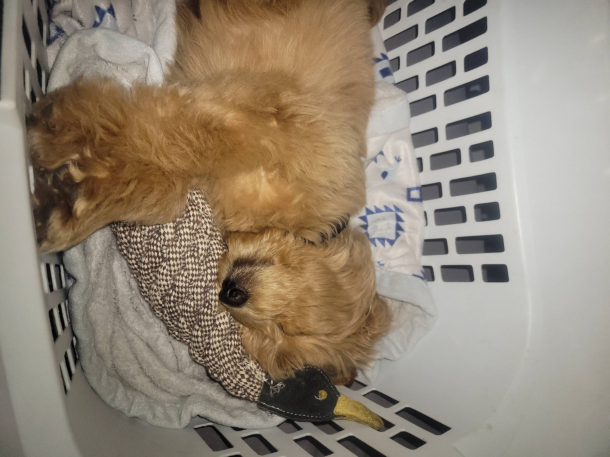 Teddy Bear is registered to the contest to win money with this photo: canidae, carnivore, comfort, companion_dog, dog, dog_breed, fawn, fur, mammal, small_terrier, snout, sporting_group, tail, terrier, toy, toy_dog, watch