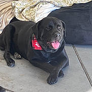Rocky is registered to the contest to win money with this photo: dog, black_dog, bandana, tongue_out, lying_down, indoor, blanket, concrete_floor, pet, canine, resting, paw_print, plaid, fur, animal, companion, cute, domestic_animal, relaxed, portrait