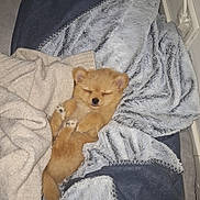 Aaron a rejoint le concours — aidez-le/la à gagner de superbes lots ! puppy, sleeping, blanket, cozy, fur, cute, small, pet, indoors, resting, soft, fur_texture, animal, domestic_animal, nap, warm, comfort, cushion, relaxation, adorable