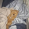 puppy, sleeping, blanket, cozy, fur, cute, small, pet, indoors, resting, soft, fur_texture, animal, domestic_animal, nap, warm, comfort, cushion, relaxation, adorable