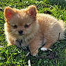 Aaron participe au concours pour gagner de l'argent avec cette photo : puppy, dog, pomeranian, grass, outdoor, pet, animal, cute, fluffy, fur, small, leash, sunlight, nature, young, adorable, mammal, playful, greenery, portrait