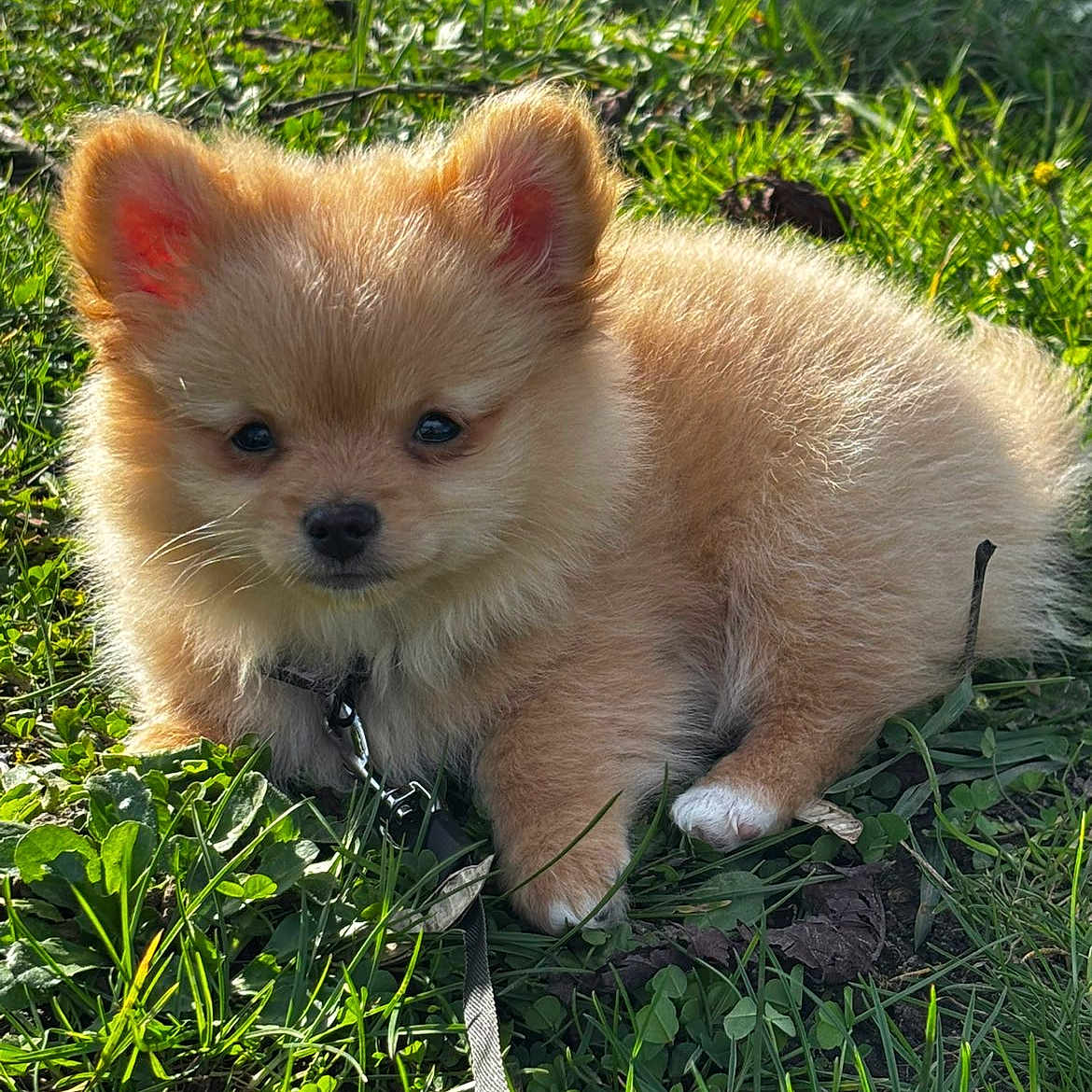 Aaron participe au concours pour gagner de l'argent avec cette photo : puppy, dog, pomeranian, grass, outdoor, pet, animal, cute, fluffy, fur, small, leash, sunlight, nature, young, adorable, mammal, playful, greenery, portrait