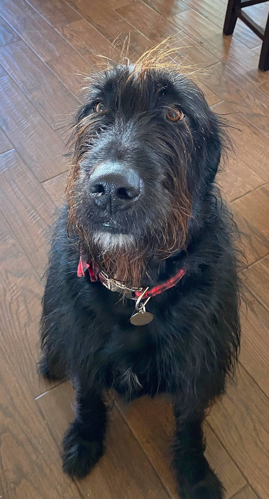 Mac joined the competition — help win amazing prizes! canidae, carnivore, collar, companion_dog, dog, dog_breed, dog_collar, flooring, fur, hardwood, liver, pudelpointer, small_terrier, sporting_group, terrestrial_animal, terrier, water_dog, wood, working_animal, working_dog