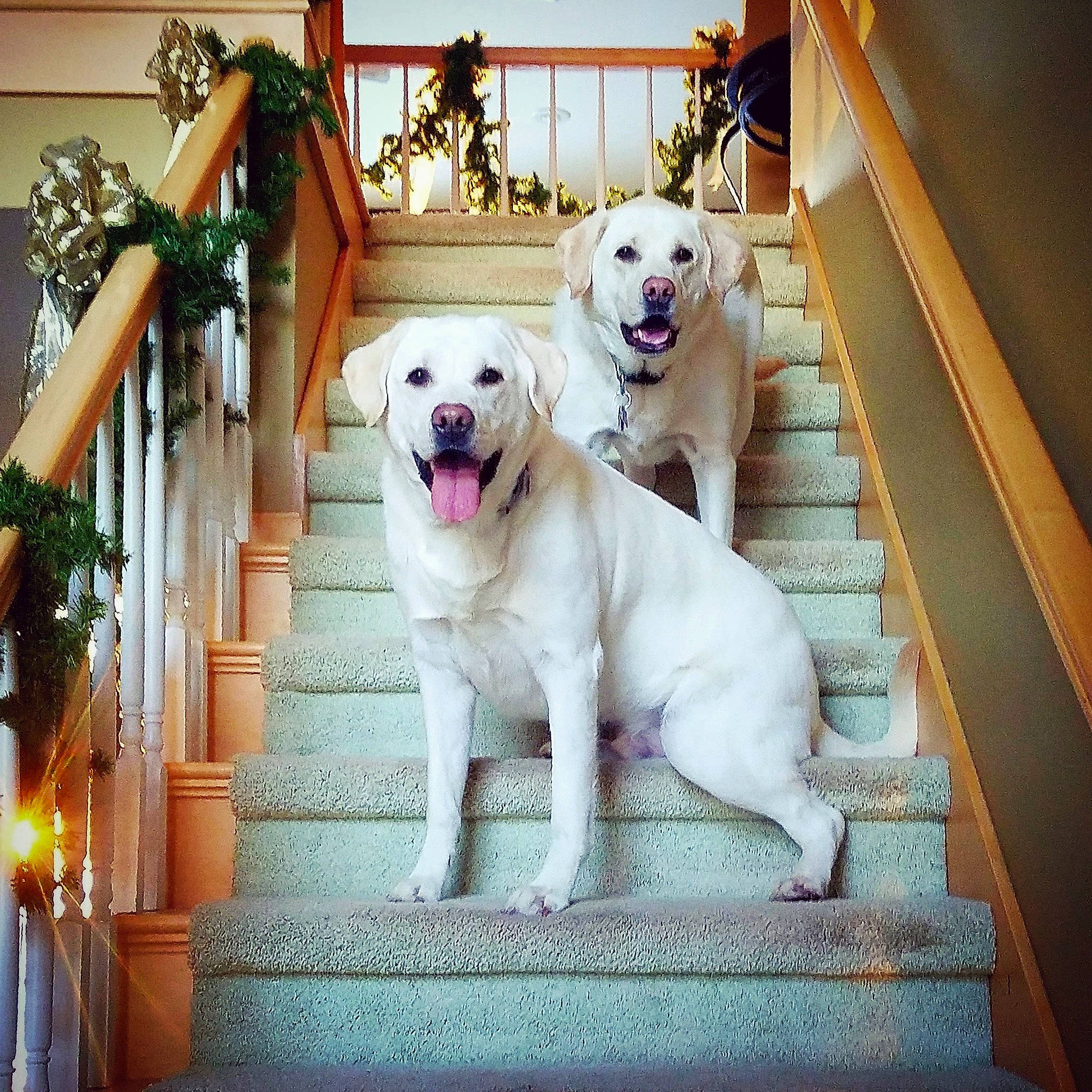 Lambeau is registered to the contest to win money with this photo: ancient_dog_breeds, canidae, carnivore, companion_dog, dog, dog_breed, fawn, golden_retriever, labrador_retriever, mammal, retriever, sporting_group, stairs, vertebrate, yellow