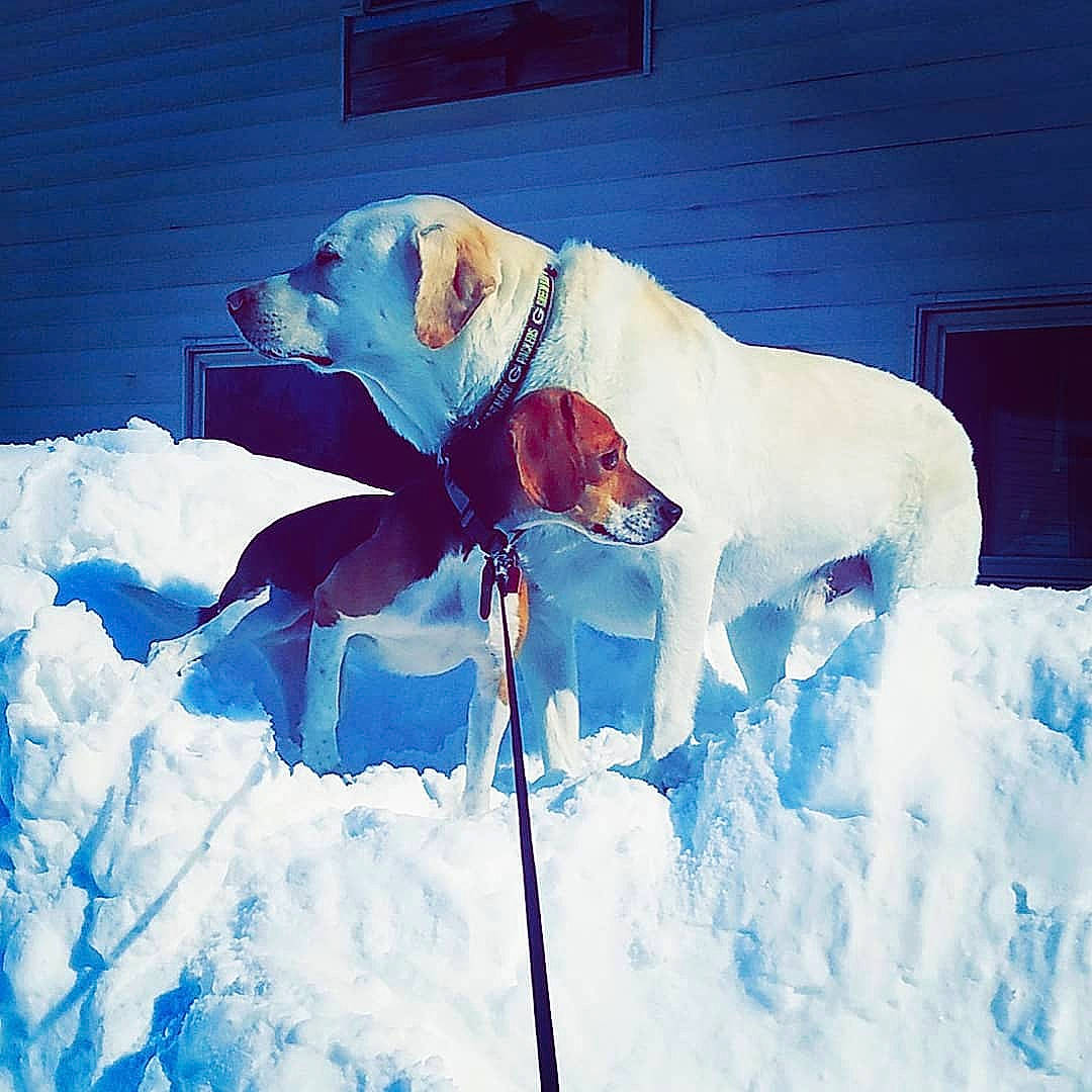 Lambeau joined the competition — help win amazing prizes! canidae, carnivore, dog, dog_breed, freezing, guard_dog, ice, pointer, snow, sporting_group, winter