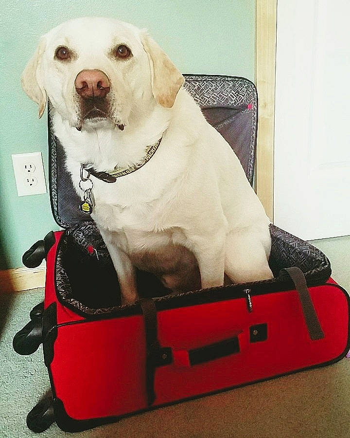 Lambeau is registered to the contest to win money with this photo: bag, canidae, carnivore, companion_dog, dog, dog_breed, golden_retriever, labrador_retriever, luggage_and_bags, obedience_training, puppy, retriever, sitting, sporting_group