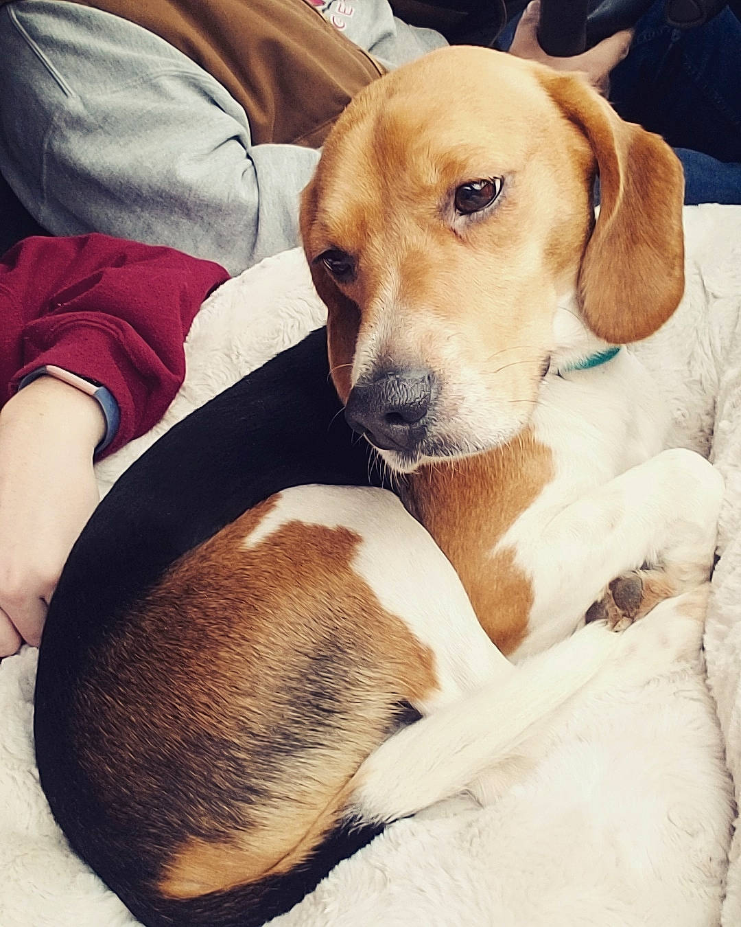 Dan is registered to the contest to win money with this photo: american_foxhound, beagador, beagle, beagle_harrier, canidae, carnivore, companion_dog, coonhound, dog, dog_breed, ear, english_coonhound, english_foxhound, estonian_hound, harrier, mammal, puppy_love, snout, treeing_walker_coonhound, vertebrate