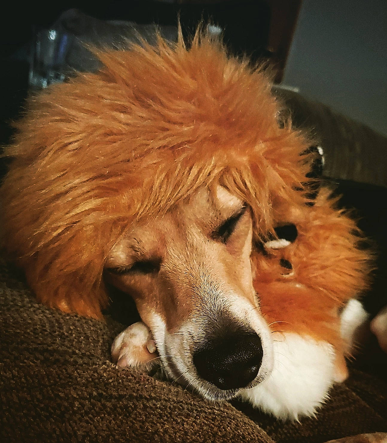 Dan is registered to the contest to win money with this photo: canidae, carnivore, companion_dog, dog, dog_breed, fur, mammal, nose, puppy, snout, sporting_group, vertebrate, whiskers