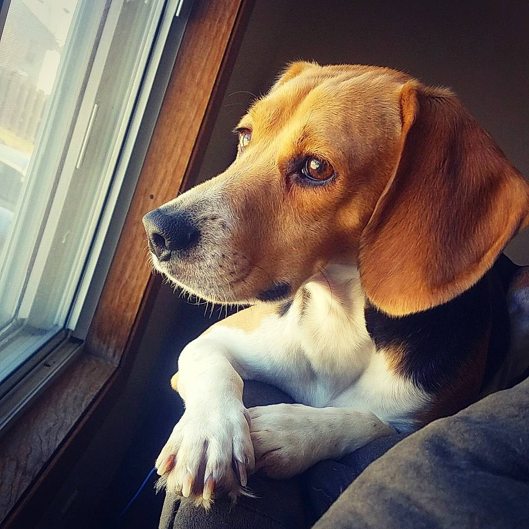 Dan is registered to the contest to win money with this photo: american_foxhound, beagador, beagle, beagle_harrier, canidae, carnivore, companion_dog, dog, dog_breed, ear, english_coonhound, english_foxhound, estonian_hound, finnish_hound, harrier, mammal, nose, snout, treeing_walker_coonhound, vertebrate