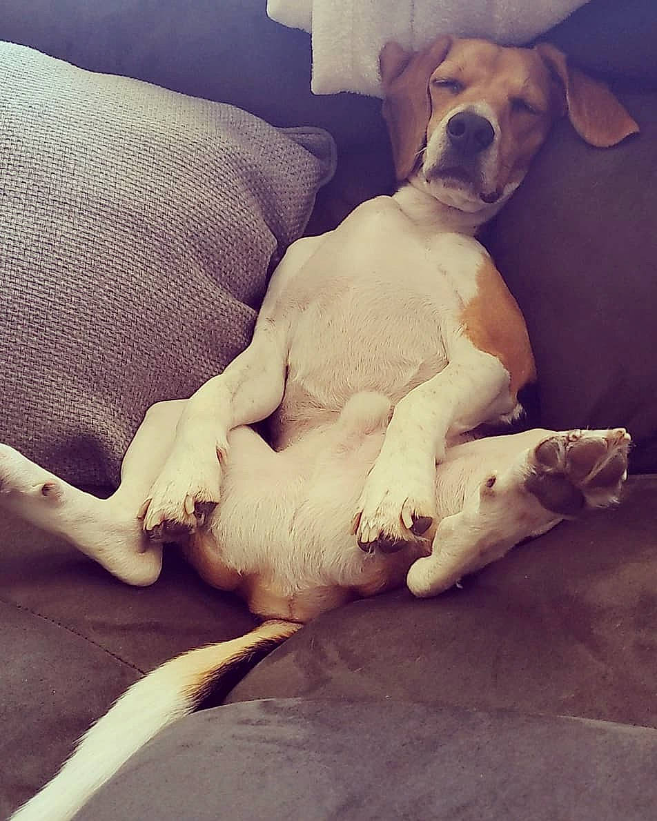 Dan is registered to the contest to win money with this photo: american_bulldog, canidae, carnivore, companion_dog, dog, dog_breed, fawn, mammal, non_sporting_group, paw, pointer, puppy_love, sporting_group, tail