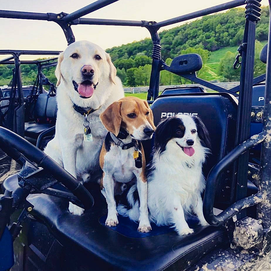 Dan is registered to the contest to win money with this photo: adventure, auto_part, canidae, car, carnivore, companion_dog, dog, dog_breed, dog_walking, golden_retriever, hunting_dog, labrador_retriever, puppy, puppy_love, retriever, sky, sporting_group, transport, vehicle, vehicle_door