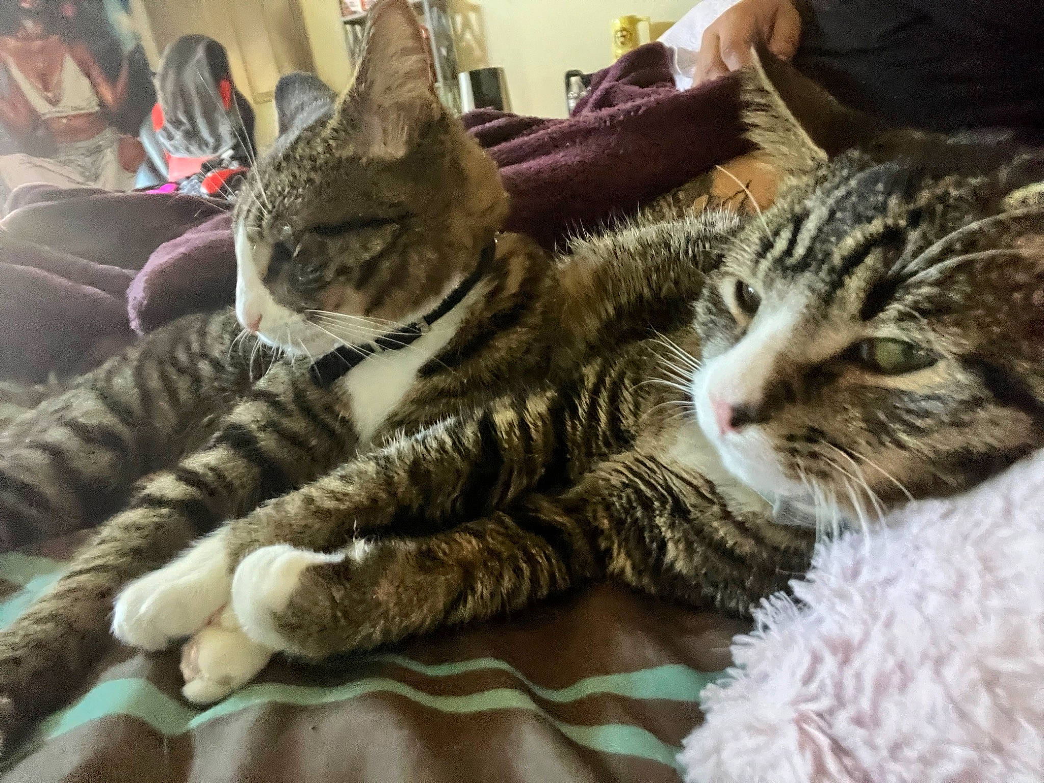 Kingston joined the competition — help win amazing prizes! bed, carnivore, cat, claw, comfort, domestic_short_haired_cat, felidae, fur, linens, nap, paw, small_to_medium_sized_cats, whiskers