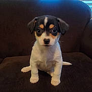Oreo is registered to the contest to win money with this photo: puppy, dog, pet, indoor, couch, brown_couch, small_dog, cute, young_dog, animal, sitting, looking_at_camera, window_blinds, fur, black_and_white, tan_markings, front_paws, ears, tail, companion
