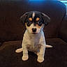 puppy, dog, pet, indoor, couch, brown_couch, small_dog, cute, young_dog, animal, sitting, looking_at_camera, window_blinds, fur, black_and_white, tan_markings, front_paws, ears, tail, companion