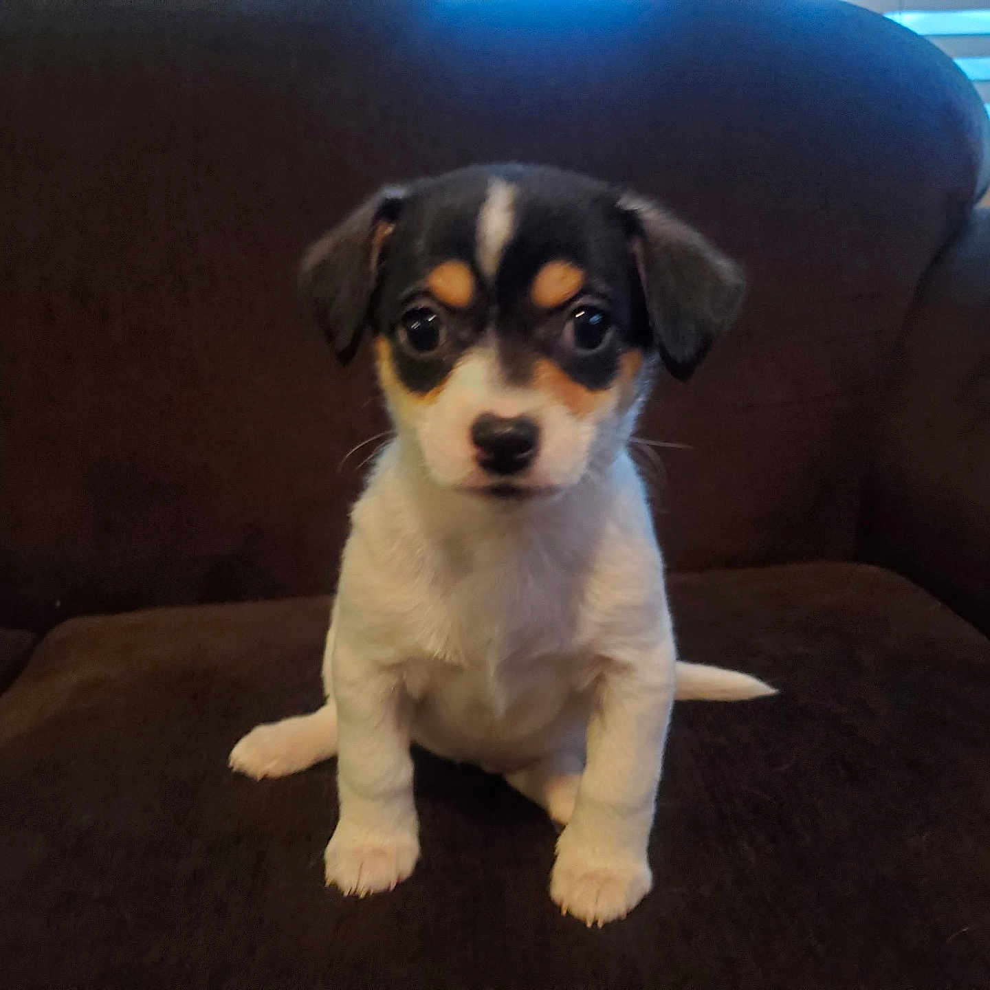 Oreo is registered to the contest to win money with this photo: puppy, dog, pet, indoor, couch, brown_couch, small_dog, cute, young_dog, animal, sitting, looking_at_camera, window_blinds, fur, black_and_white, tan_markings, front_paws, ears, tail, companion