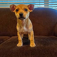 Daisy is registered to the contest to win money with this photo: puppy, dog, brown_couch, window, blinds, indoor, pet, fur, small_dog, cute, animal, young, looking_at_camera, domestic_animal, canine, sitting, home, living_room, expression, front_view