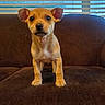 puppy, dog, brown_couch, window, blinds, indoor, pet, fur, small_dog, cute, animal, young, looking_at_camera, domestic_animal, canine, sitting, home, living_room, expression, front_view