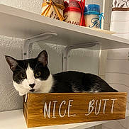 Ace is registered to the contest to win money with this photo: cat, black_and_white, wooden_box, text, shelf, candles, decor, indoor, relaxed, curious, pet, animal, feline, resting, face, whiskers, ears, eyes, home, funny
