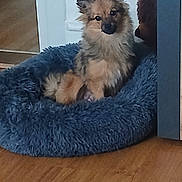 Belle participe au concours pour gagner de l'argent avec cette photo : adorable, animal, black_nose, blue_bed, cozy, cute, dog, fluffy, fur, home, indoor, pet, pet_bed, pointed_ears, portrait, puppy, sitting, small_dog, tan_fur, wooden_floor