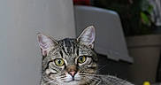 Alf participe au concours pour gagner de l'argent avec cette photo : cat, tabby_cat, pet, indoor, floor, tile_floor, animal, paw, ball, relaxed, feline, houseplant, domestic_animal, whiskers, ears, eyes, striped, side_view, lying_down, close_up