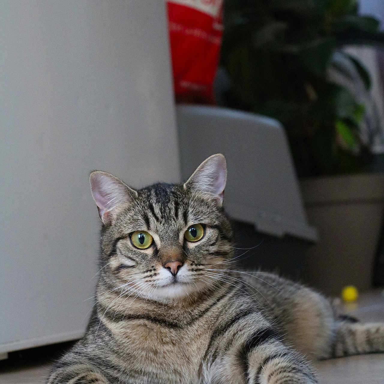 Alf participe au concours pour gagner de l'argent avec cette photo : cat, tabby_cat, pet, indoor, floor, tile_floor, animal, paw, ball, relaxed, feline, houseplant, domestic_animal, whiskers, ears, eyes, striped, side_view, lying_down, close_up