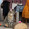 cat, tabby_cat, indoor, floor, log, ball, coat, jacket, table, chair, skull_decoration, radiator, tile_floor, pet, animal, furniture, domestic, side_view, sitting, curious