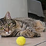 cat, tabby, pet, indoor, floor, curious, relaxed, animal, feline, whiskers, paws, toy, yellow_ball, white_ball, closeup, laying_down, domestic_cat, green_eyes, striped, cute