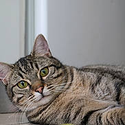 Alf a rejoint le concours — aidez-le/la à gagner de superbes lots ! cat, tabby_cat, indoor, floor, yellow_ball, pet, animal, fur, whiskers, curious, closeup, eyes, playful, domestic_cat, relaxed, mammal, looking, focus, cute, portrait