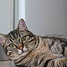cat, tabby_cat, indoor, floor, yellow_ball, pet, animal, fur, whiskers, curious, closeup, eyes, playful, domestic_cat, relaxed, mammal, looking, focus, cute, portrait