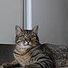 Alf participe au concours pour gagner de l'argent avec cette photo : cat, tabby, indoor, floor, yellow_ball, curious, alert, feline, pet, fur, whiskers, ears, eyes, striped, mammal, animal, playing, closeup, domestic_cat, relaxed