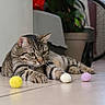 Alf participe au concours pour gagner de l'argent avec cette photo : cat, tabby, indoor, floor, playful, toy, fuzzy_ball, pet, animal, domestic, tile_floor, plant, container, household, curtain, focus, whiskers, paws, resting, attention