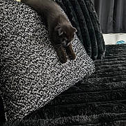 Chloe is registered to the contest to win money with this photo: kitten, cat, sleeping, brown_fur, pet, animal, couch, sofa, blanket, throw_pillow, indoor, home, cozy, relaxed, draped, paws, whiskers, dark_colors, furniture, portrait