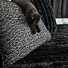 kitten, cat, sleeping, brown_fur, pet, animal, couch, sofa, blanket, throw_pillow, indoor, home, cozy, relaxed, draped, paws, whiskers, dark_colors, furniture, portrait