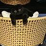 Chloe is registered to the contest to win money with this photo: kitten, cat, black_cat, pet, animal, feline, basket, woven_basket, wicker, cushion, indoor, home, cozy, sitting, lying_down, dangling_paws, bright_eyes, whiskers, portrait, closeup